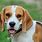 Types of Beagles Dogs