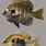 Types of Bluegill Fish