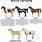 Types of Paint Horses