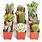 Types of Small Cactus