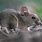 UK Mice Species