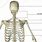Upper Body Skeleton Labeled