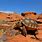 Utah Desert Tortoise