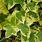 Variegated Ivy Plants