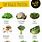 Vegetable Protein Food List