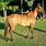 Venezuelan Criollo Horse