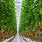 Vertical Farming Tomatoes