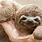 Very Cute Sloths