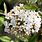 Viburnum × Burkwoodii