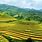 Vietnam Rice Field Terraces