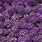 Vigoro Purple Plants
