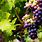 Vineyard Grapevines