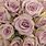 Vintage Purple Roses