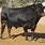 Wagyu Cattle Breed