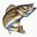 Walleye Fish Clip Art