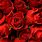 Wallpaper of Red Roses