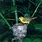 Warbler Bird Nest