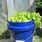 Water Bucket Gardening