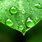 Water Drop Leaf