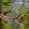 Water Snake Swimming