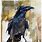 Watercolor Paintings of Crows