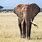 West African Elephant