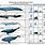 Whales by Size Chart