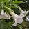 White Angel Trumpet Flower