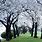 White Blossom Tree Background