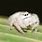 White Fluffy Spider