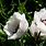 White Poppy Flower