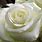 White Rose Background Photo