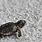 White Sea Turtle Baby