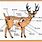 White-Tailed Deer Anatomy