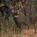 Whitetail Deer Hunting Wallpaper