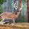 Whitetail Deer Paintings