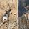 Whitetail Mule Deer