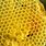 Wild Honey Comb