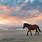 Wild Horses On Beach