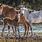 Wild Horses with Foal
