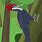 Wild Kratts Woodpecker