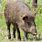 Wild Pig Pic