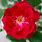 Wild Red Rose Bush