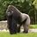 Wild Silverback Gorilla