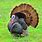 Wild Turkey Images