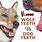 Wolf Dog Teeth