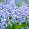 Woodland Hyacinth