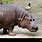 Woodland Park Zoo Hippo