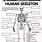 Worksheets Human Skeletal System