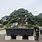 World's Largest Bonsai Tree